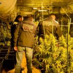 Drogues al Baix Empordà: hegemonia del cultiu de marihuana Marihuana Calonge