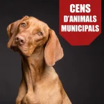privat:-cens-d’animals-de-companyia