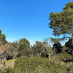 El Govern vol que es revisi el projecte d’urbanització de la Font de la Salut de Begur on s’hi preveuen 32 habitatges