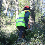 Acció Climàtica fa actuacions estratègiques a les Gavarres davant “la pitjor campanya d’incendis” que es preveu Un operari treballant treient sotabosc a les Gavarres. Gerard Vilà