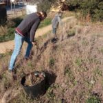 Palafrugell impulsa noves actuacions per eliminar la flora invasora al municipi privat:-noves-actuacions-per-eliminar-flora-invasora-a-l’entorn-de-palafrugell