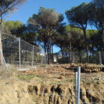 Palamós atura les obres a la pineda de La Fosca i sanciona la propietat per haver talat massa arbres