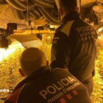 Els Mossos detenen quatre persones i desmantellen tres plantacions de marihuana a la Bisbal i Sils Mossos Marihuana Bisbal