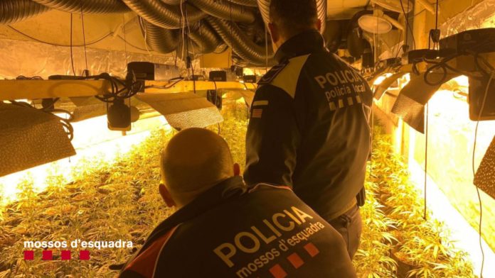 Mossos Marihuana Bisbal