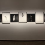 ‘El joc de l’equívoc’ arriba al Palau Solterra amb els contrastos del fotògraf Joan Pla Exposició Palau Solterrra Torroella de Montgrí Joan Pla