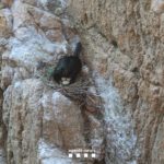 Denuncien 6 persones per fer la via ferrada de Sant Feliu tancada per la protecció del corb marí emplomallat corb marí emplomallat