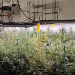 Confisquen 100 plantes de marihuana en una plantació a Santa Cristina d’Aro Marihuana Santa Cristina d'Aro