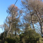 Els propietaris forestals de les Gavarres alerten que la sequera ha matat molts arbres que cal talar «urgentment» Arbres de les Gavarres sequera