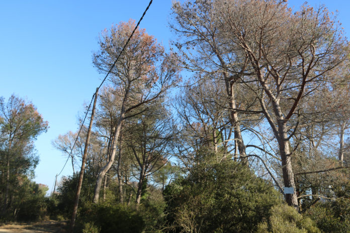 Arbres de les Gavarres sequera Arbres de les Gavarres sequera