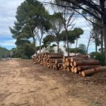 SOS Costa Brava adverteix de diverses tales massives d’arbrat amb objectius especulatius arreu del litoral