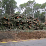Salvem la Platja de Pals denuncia “tales abusives” a Rodors durant els treballs de prevenció d’incendis a la localitat