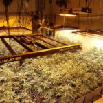 L’energia defraudada a les comarques gironines vinculada a la marihuana equival al consum anual de Pals o Santa Cristina Marihuana consum energètic