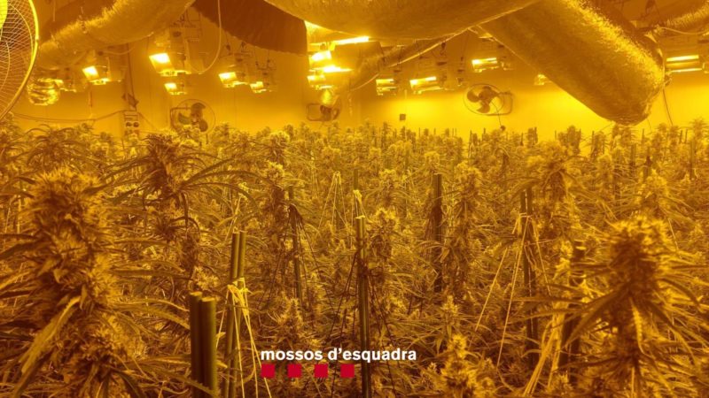 Les 600 plantes de marihuana trobades en una nau de Vulpellac. Imatge de Mossos d'Esquadra