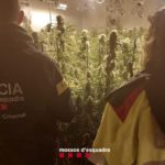 Desmantellen un cultiu de marihuana amb 600 plantes en una nau industrial a Vulpellac i detenen 2 persones Cultiu Vulpellac