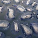 Què són les barquetes de Sant Pere, presents a totes les platges de l’Empordà? Barquetes de Sant Pere. Imatge cedida per Josep Pascual