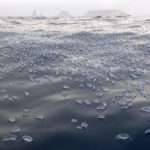 Les ‘barquetes de Sant Pere’ tornen a les costes del Baix Empordà Barquetes de Sant Pere Josep Pascual