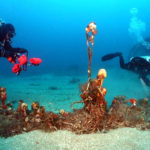 Neix un projecte pioner perquè els banyistes ajudin a localitzar xarxes de pesca fantasma Dos submarinistes durant una operació per extreure una xarxa de pesca fantasma al fons marí Data de publicació: dissabte 13 d’abril del 2024, 08:12 Localització: Tossa de Mar Autor: Cedides per Blue Legacy / Ghost Diving Spain