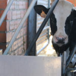 La Generalitat mou fitxa per començar a facilitar la burocràcia als pagesos, per als plans d’estalvi d’aigua Una vaca beu d'un abeurador d'una granja de Cruïlles Data de publicació: dimecres 24 d’abril del 2024, 11:53 Localització: Cruïlles Autor: Gerard Vilà