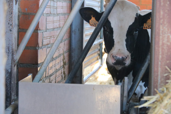 Una vaca beu d'un abeurador d'una granja de Cruïlles Data de publicació: dimecres 24 d’abril del 2024, 11:53 Localització: Cruïlles Autor: Gerard Vilà Una vaca beu d'un abeurador d'una granja de Cruïlles Data de publicació: dimecres 24 d’abril del 2024, 11:53 Localització: Cruïlles Autor: Gerard Vilà