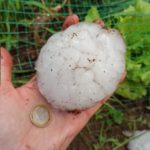 El Canvi Climàtic i les seves Manifestacions: La Calamarsada històrica de la Bisbal pedregada bisbal calamarsada