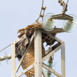 Un duc acaba electrocutat en una línia elèctrica entre Calonge i Palamós