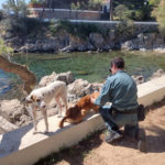 Recuperen 2 gossos que presentaven signes de desnutrició i ferides a S’Agaró Imatges Guàrdia Civil Seprona Gossos