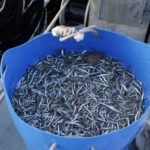 Arriba el Cap de Setmana del Sonso a l’Estartit