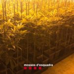 Els Mossos d’Esquadra detenen 4 persones i desmantellen en quinze dies 2 cultius de marihuana a Santa Cristina d’Aro