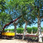 varwwwvhostsradiocapital.cathttpdocswp-contentuploads202405localimagesActuacio-de-sanejament-preventiu-dels-platans-del-passeig-Marimon-Asprer-de-La-Bisbal-per-raons-de-seguretat.jpg