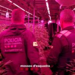 varwwwvhostsradiocapital.cathttpdocswp-contentuploads202405localimagesDetenen-quatre-homes-que-havien-muntat-una-plantacio-de-marihuana-en-una-antiga-granja-de-conills-a-Vilopriu.jpg