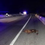 varwwwvhostsradiocapital.cathttpdocswp-contentuploads202405localimagesEl-39-dels-accidents-a-les-carreteres-gironines-deriven-de-la-irrupcio-de-fauna-salvatge-a-la-calcada.jpg