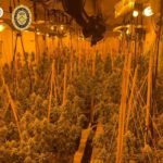 varwwwvhostsradiocapital.cathttpdocswp-contentuploads202405localimagesLa-Policia-Nacional-desmantella-tres-cultius-de-marihuana-a-comarques-gironines-amb-900-plantes-i-dete-tres-persones.jpg