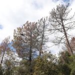 varwwwvhostsradiocapital.cathttpdocswp-contentuploads202405localimagesLa-sequera-afecta-66.500-hectarees-de-boscos-el-doble-que-les-del-2022.jpeg