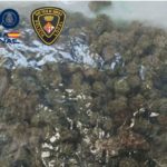 varwwwvhostsradiocapital.cathttpdocswp-contentuploads202405localimagesLaturen-en-un-control-rutinari-a-Sant-Feliu-de-Guixols-i-li-troben-mig-quilo-de-marihuana-amagada-sota-el-seient.jpg