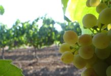 Calonge reviu la història del vi amb el Cap de Setmana del Vi de Pagès 2025