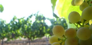 Calonge reviu la història del vi amb el Cap de Setmana del Vi de Pagès 2025