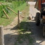 varwwwvhostsradiocapital.cathttpdocswp-contentuploads202405localimagesTreballs-de-millora-i-manteniment-de-lacces-al-Cementiri-Municipal-de-La-Bisbal.jpeg