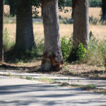 Un mort i dos ferits en un accident d’un cotxe després de xocar contra un arbre a Torroella de Montgrí