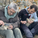 Palafrugell s’uneix amb el Grup Natura Sterna per preservar el duc Ducs Natura Sterna palafrugell