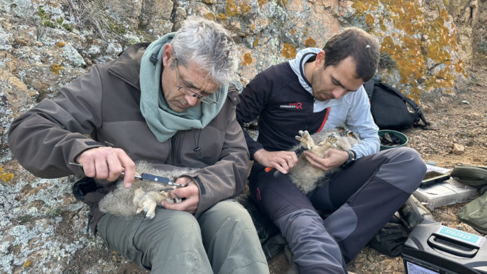 Ducs Natura Sterna palafrugell
