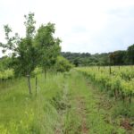 Uns 40 agricultors gironins visiten finques agroforestals del sud-est de França per adaptar-se al canvi climàtic Finques agricultors i ramaders frança