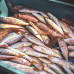 El Consell Comarcal del Baix Empordà impulsa un estudi per conèixer el consum de peix entre els estudiants de secundària LlotjaPalamós (50)