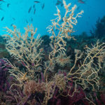 L’onada de calor del 2022 causa una mortalitat “sense precedents” en la gorgònia vermella del Montgrí i les Illes Medes Uns exemplars de gorgònies vermelles Data de publicació: dijous 13 de juny del 2024, 12:50 Localització: Torroella de Montgrí Autor: Cedides per la UB