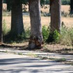 varwwwvhostsradiocapital.cathttpdocswp-contentuploads202406localimagesUn-mort-i-dos-ferits-en-un-accident-dun-cotxe-despres-de-xocar-contra-un-arbre-a-Torroella-de-Montgri.jpg