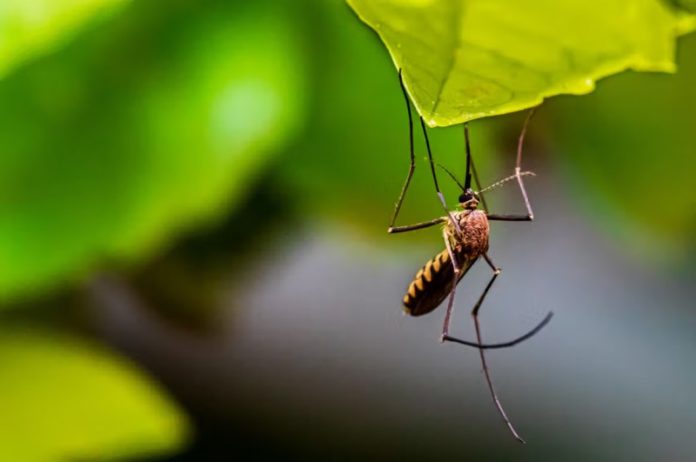 privat:-s’inicien-les-tasques-de-control-de-mosquits-als-arrossars-de-pals