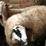 Acció Climàtica confirma nous casos de llengua blava al Baix Empordà i a 7 comarques més Llengua blava ovelles acció climàtica