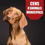 privat:-cens-d’animals-de-companyia