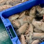 privat:-comenca-la-veda-biologica-de-sepia-a-les-badies-de-roses-i-pals