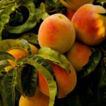 Préssecs i nectarines. Pere Puigbert, des d’un camp de pomes de l’Escala ens en parla