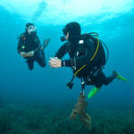 Els centres de submarinisme gironins impulsen el reciclatge de neoprens davant l’augment d’immersions Dues persones fent una immersió a la Costa Brava Data de publicació: dissabte 24 d’agost del 2024, 07:00 Localització: Girona Autor: Imatge cedida a l'ACN per Costa Brava Sub